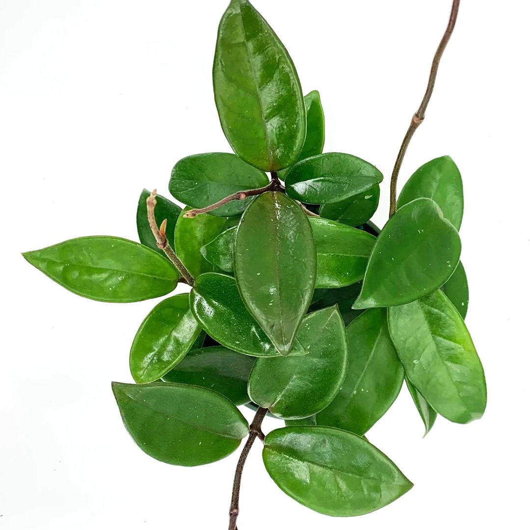 Hoya Carnosa Green